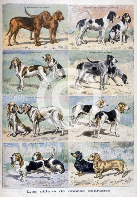 Gun dogs, 1897. Creator: P Mahler.