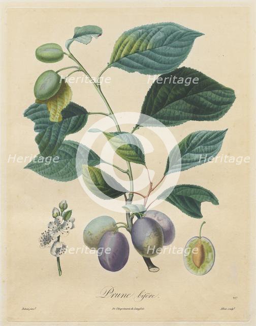 Traité des arbres fruitiers: Prune bifère, 1808-1835. Creator: Henri Louis Duhamel du Monceau (French, 1700-1782).