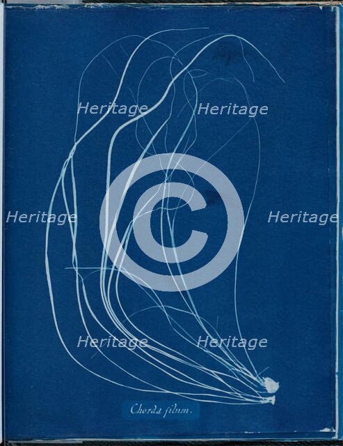 Chorda filium, 1843 or 1844. Creator: Anna Atkins.