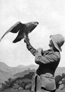 A British officer with a tamed golden eagle, Salonika, Greece, First World War, 1914-1918, (c1920). Artist: Unknown