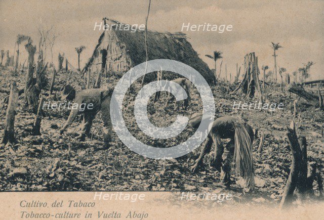 Cultivo del Tabaco. Tobacco-culture in Vuelta Abajo, c1900. Artist: Unknown