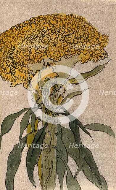 A plant of the Polygonaceae family: flowering stem. Creator: Unknown.