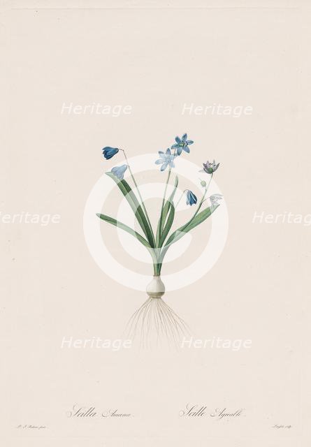 Les Liliacées: Scilla amaena, 1802-1816. Creator: Henry Joseph Redouté (French, 1766-1853).