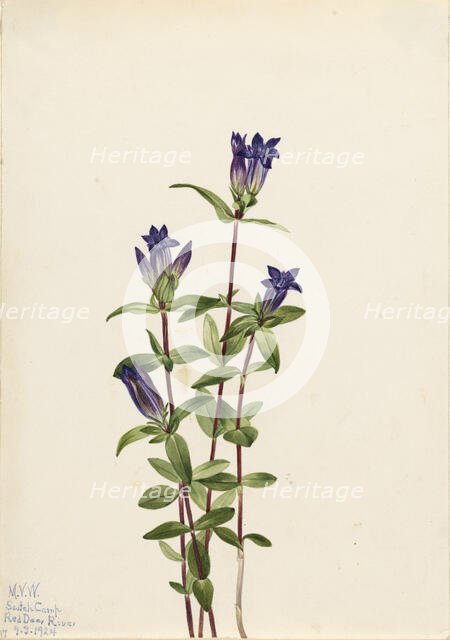 Riverbank Gentian (Gentiana affinis), 1924. Creator: Mary Vaux Walcott.