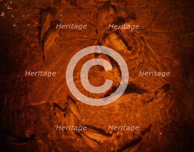 Basilica Cistern, Istanbul, Turkey, 2013.  Creator: LTL.