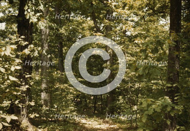 Trees in a reforestation project, Md.?, between 1941 and 1942. Creator: Unknown.