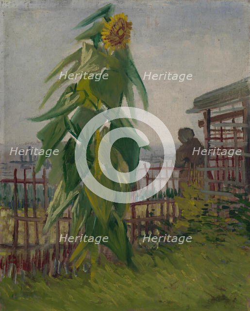 Allotment with Sunflower, 1887. Creator: Gogh, Vincent, van (1853-1890).
