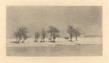 Gnarled-Thorn Trees, c. 1890, printed c. 1895. Creator: Dr Peter Henry Emerson.