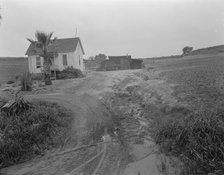 Eroded field, San Luis Obispo County, California, 1936. Creator: Dorothea Lange.