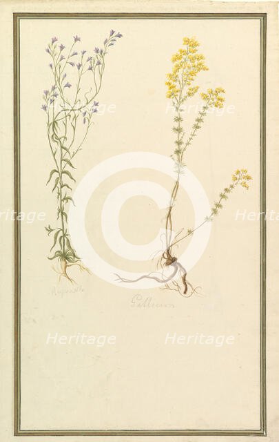 Botanical Studies, ca. 1820. Creator: Anon.