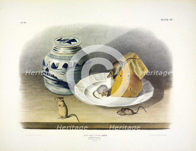 Common Mouse - Male, Female and Young, 1845. 