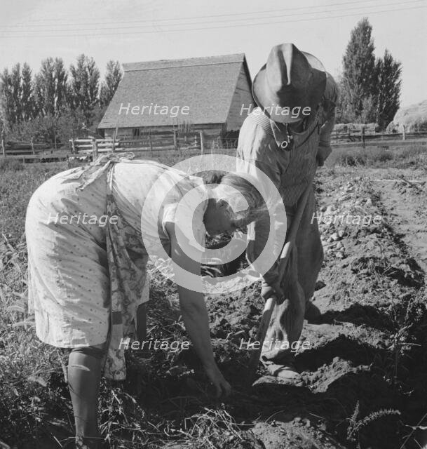 Couple digging their sweet potatoes in the fall, Irrigon, Morrow County, Oregon, 1939. Creator: Dorothea Lange.