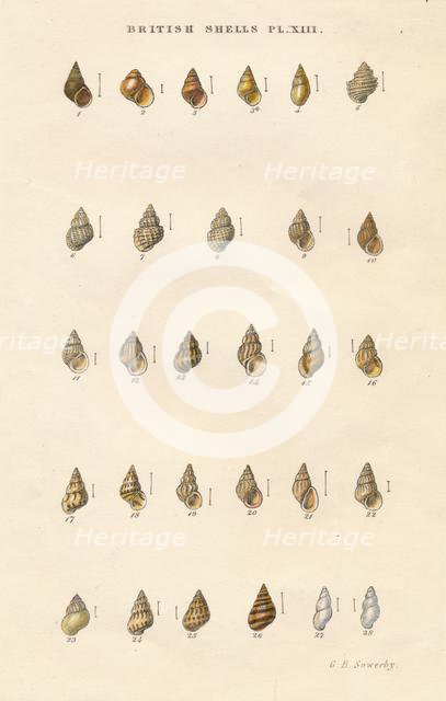 'British Shells', c1859. Creator: George Brettingham Sowerby.