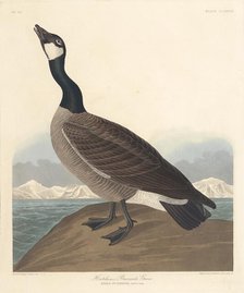 Hutchin's Barnacle Goose, 1835. Creator: Robert Havell.