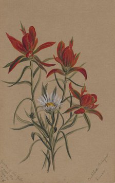 Indian Paintbrush (Castilleja rhexifolia), 1883. Creator: Mary Vaux Walcott.