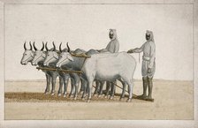 Two farmers using oxen to plough the land, (between 1800 and 1899?). Creator: Unknown.