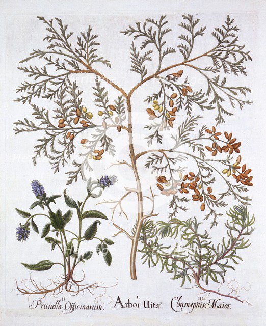 White Cedar, A Self-Heal and Yellow Bugle, from 'Hortus Eystettensis', by Basil Besler (1561-1629), 