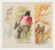 Rose-breasted Grosbeak, from the Song Birds of the World series (N42) for Allen & Ginter C..., 1890. Creator: Allen & Ginter.