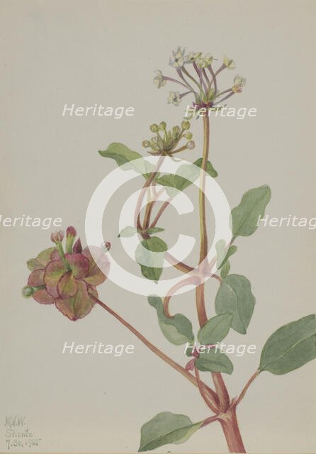 Untitled (Tripterocalyx pedunculatus), 1935. Creator: Mary Vaux Walcott.