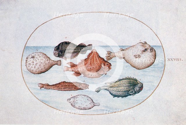 'Fish', 16th century. Artist: Joris Hoefnagel