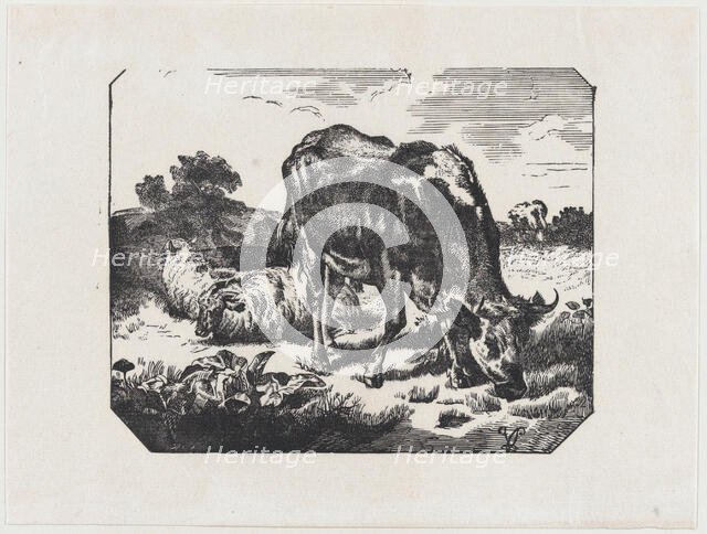 Bull and sheep in a pasture, ca. 1800-1899. Creator: Anon.