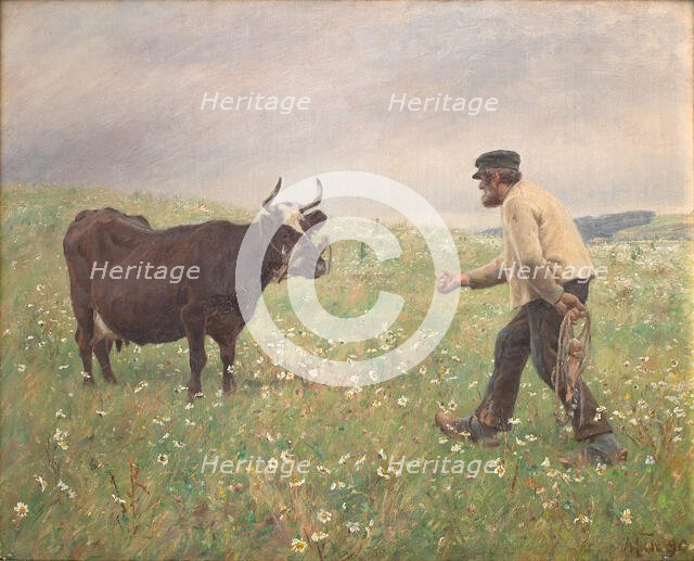 A loose cow, 1890. Creator: Hans Michael Therkildsen.