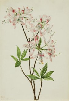 Pinkshell Azalea (Azalea vaseyi), 1925. Creator: Mary Vaux Walcott.