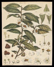 Tea plant (Camellia sinensis): flowering stem. Creator: Unknown.