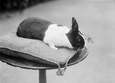 Rabbit on a cushion, Byfield, Northamptonshire, 1904. Artist: Alfred Newton & Sons.