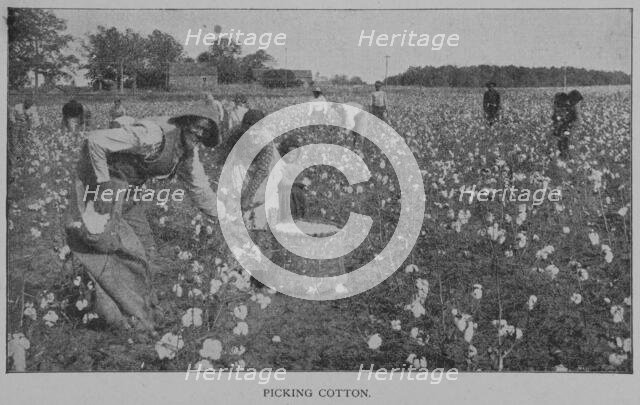 Picking cotton., 1902. Creator: Unknown.