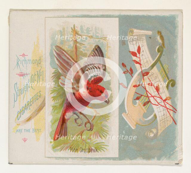 Pine Grosbeak, from the Song Birds of the World series (N42) for Allen & Ginter Cigarettes..., 1890. Creator: Allen & Ginter.