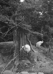 Travel views of Japan and Korea, 1908. Creator: Arnold Genthe.