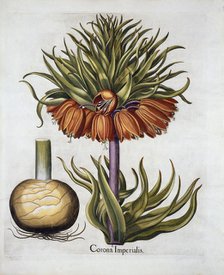 Crown Imperial called Fritillaria, from 'Hortus Eystettensis', by Basil Besler (1561-1629) pub. 1613