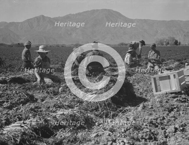 Carrot pullers from Texas, Oklahoma, Missouri, Arkansas and Mexico in Coachella Valley, CA, 1937. Creator: Dorothea Lange.