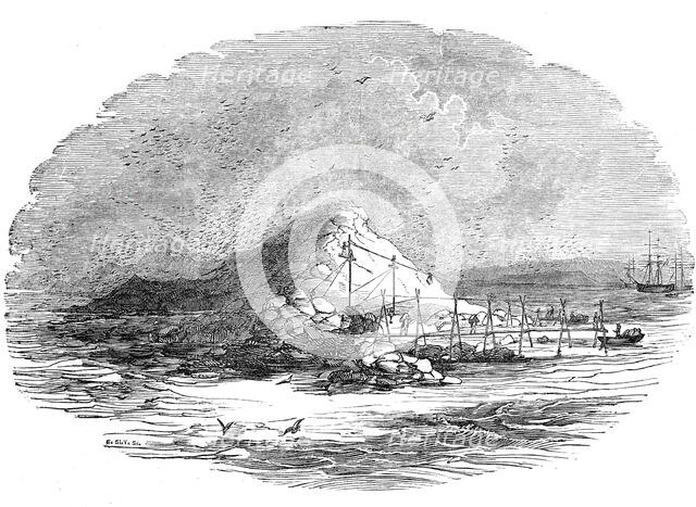 The Island of Ichaboe, 1844. Creator: Unknown.