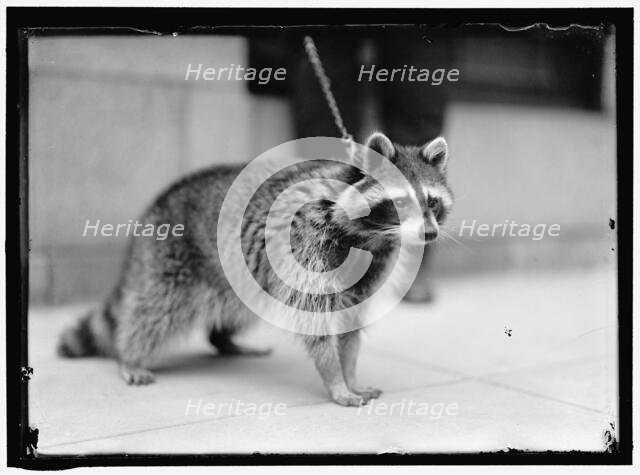 Raccoon, between 1913 and 1917. Creator: Harris & Ewing.