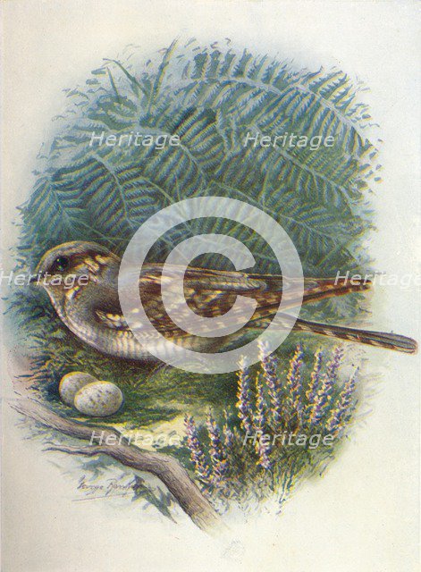 'Night-Jar or Goat-Sucker - Caprimul'gus europae'us', c1910, (1910). Artist: George James Rankin.