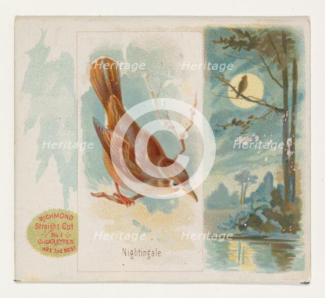 Nightingale, from the Song Birds of the World series (N42) for Allen & Ginter Cigarettes, ..., 1890. Creator: Allen & Ginter.
