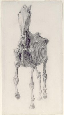 Finished study for 'The Tenth Anatomical Table of the Muscles ... of the Horse', 1756. Creator: George Stubbs.