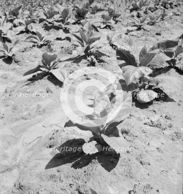 Untitled, 1935-1942. [Tobacco plants]. Creator: Unknown.