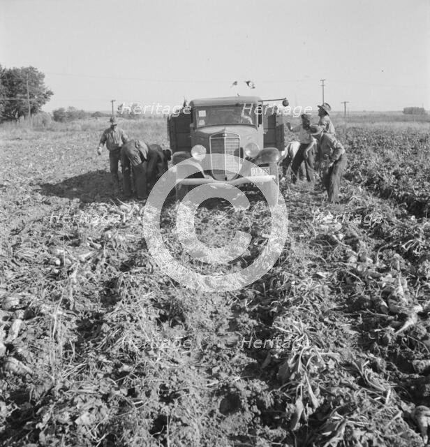 Loading a truck in a sugar beet field, Ontario, Malheur County, Oregon, 1939. Creator: Dorothea Lange.