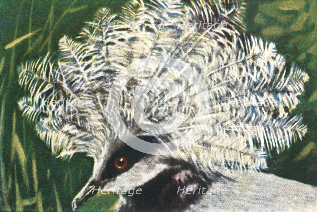 Western crowned pigeon, c1928. Creator: Unknown.