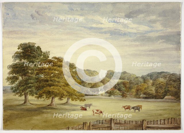 Six Cows Grazing before Country House, n.d. Creator: Elizabeth Murray.