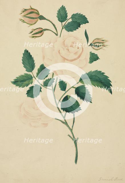 Damask Rose. Creator: Mary Altha Nims (American, 1817-1907).