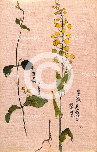 Two plants: herbaceous stems with yellow flowers. Creator: Unknown.