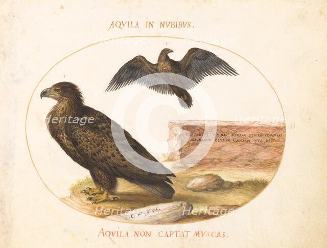 Animalia Volatilia et Amphibia (Aier): Plate II, c. 1575/1580. Creator: Joris Hoefnagel.