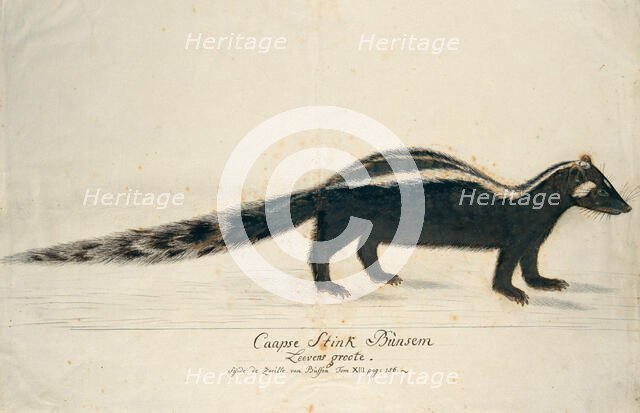 Icotnyx striatus (Striped polecat or Zorille), 1773-1780. Creator: Robert Jacob Gordon.