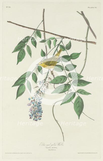 Blue-eyed Yellow Warbler, 1830. Creator: Robert Havell.