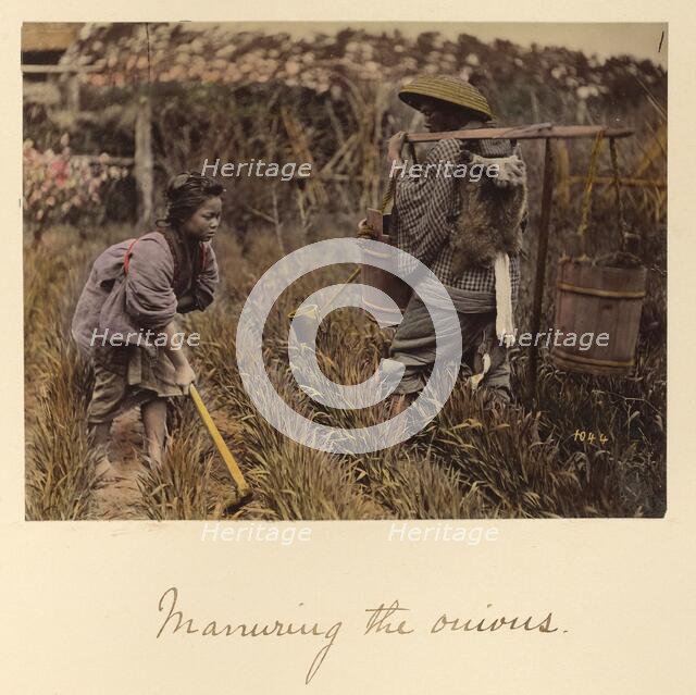 Manuring the onions, about 1873-1883. Creator: Shinichi Suzuki I.