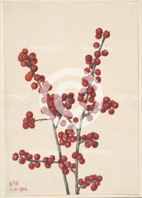 Winterberry (Ilex verticillata), 1920. Creator: Mary Vaux Walcott.